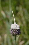 Broadleaf wild leek